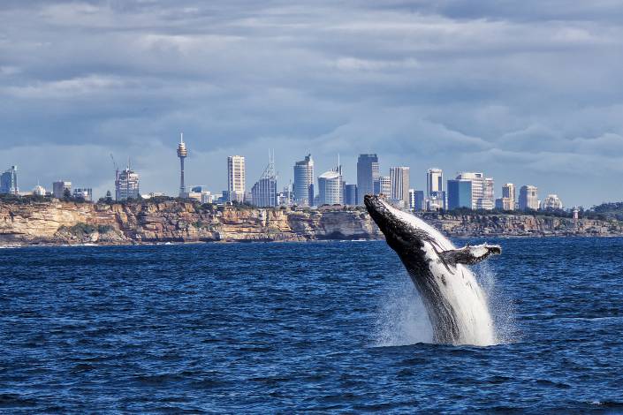 A humpback whale breaches in the ocean off Sydney